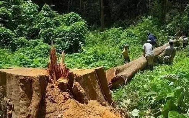 緬甸花梨（大果紫檀）逐漸成為紅木家具的“主力軍”。