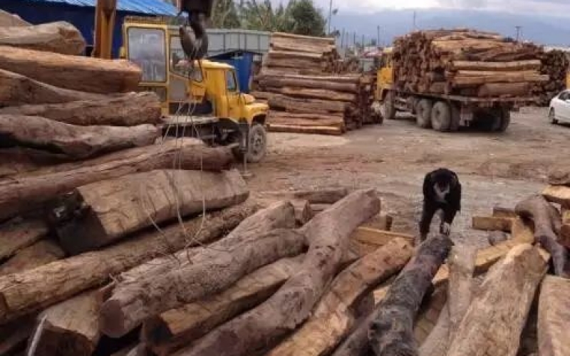 緬甸花梨憑什么，價格一路上漲....